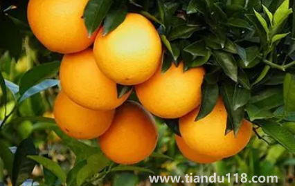 臍橙會越放越甜嗎（贛南臍橙甜度一般多少）