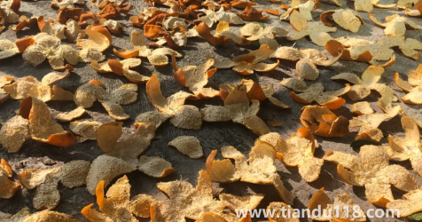 干桔子皮泡水喝去火嗎（干桔皮和陳皮一樣嗎）