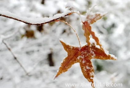 2023年大寒會不會下雪（大寒白天最高溫度是多少）