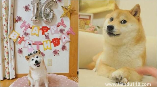 Doge表情包原型柴犬患白血病和肝?。ㄔ摬袢蔷W(wǎng)絡(luò)流行表情包“Doge”的原型）