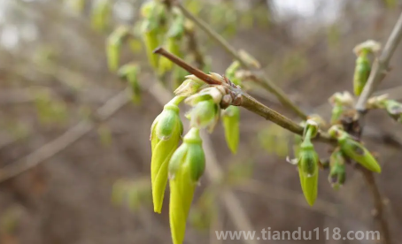 ?立春春雞孩子可以不帶嗎（春不能做什么）