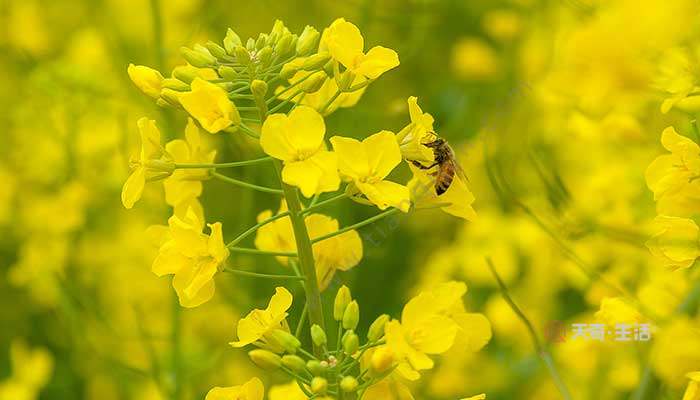 閏四月有啥講究 閏四月有什么講究(圖2) 閏四月有啥講究