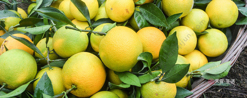 三亞有什么特產 三亞特產都有什么(圖1) 三亞有什么特產